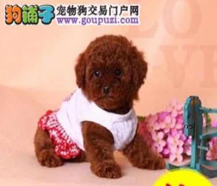 珠海哪里有卖茶杯犬 茶杯犬价格