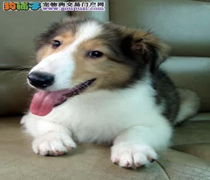 深圳哪里有卖喜乐蒂深圳纯种喜乐蒂价格多少