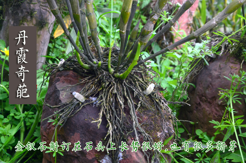 贵州赤水金钗石斛兰花 盆栽1年野生训化苗 洋兰新鲜条胜铁皮枫斗
