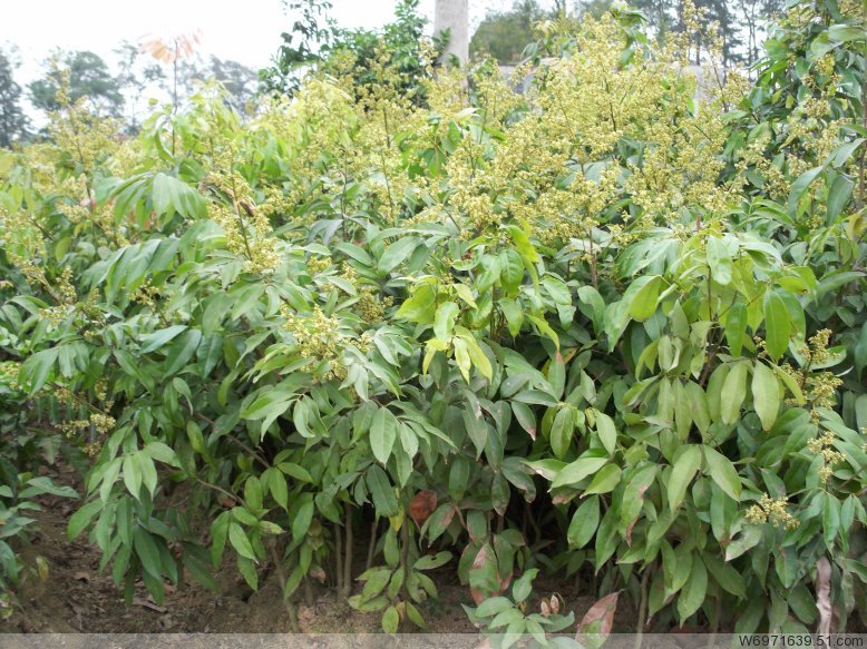 盆栽绿植_果树苗荔枝树苗妃子笑荔枝苗嫁接苗