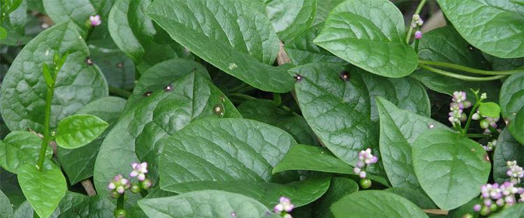 蔬菜种子、种苗-大叶藤菜 木耳菜 20克 四季蔬菜种子 无公害蔬菜 阳台种菜-蔬