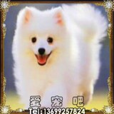 吉娃娃/可爱/纯种吉娃娃犬 赛级吉娃娃/终身保障/北京可上门！