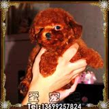 吉娃娃/可爱/纯种吉娃娃犬 赛级吉娃娃/终身保障/北京可上门！