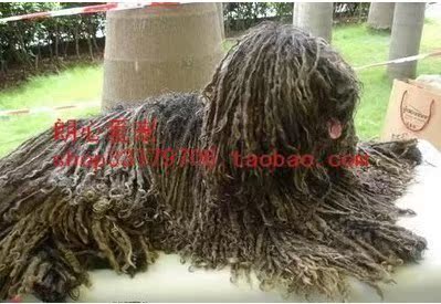 自家波利犬幼犬一窝刚出生拉风墩布犬免疫健全可航空