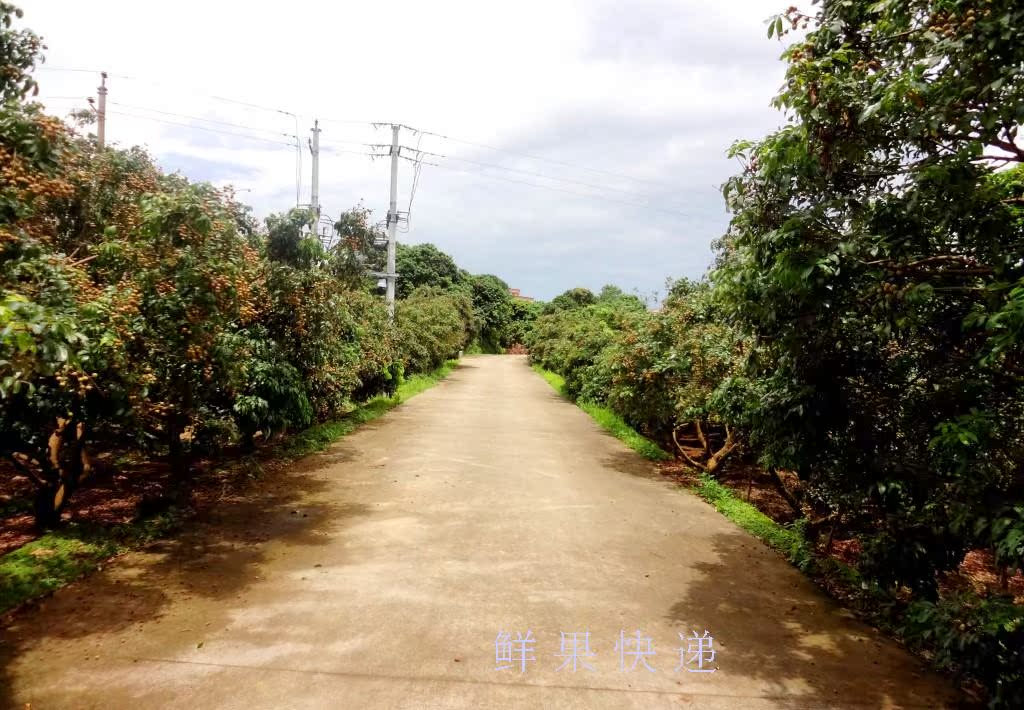 【鲜果派】深山老树顶级高州桂圆肉 茂名同城