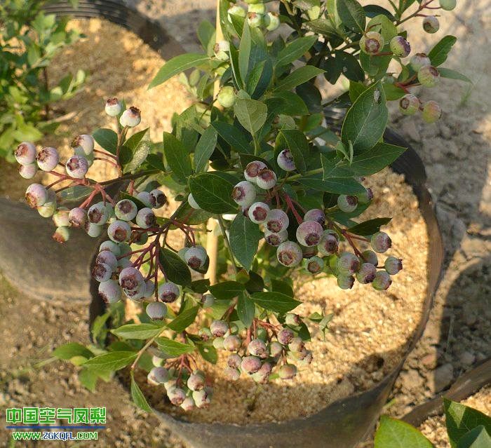 奥尼尔 蓝莓树苗 盆栽蓝莓盆栽苗 薄雾 蓝丰 布里吉塔