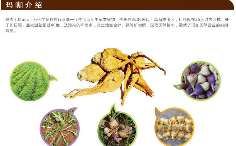 丽江 玛咖干果 紫玛咖干片 云南紫玛卡干片 玛咖精片