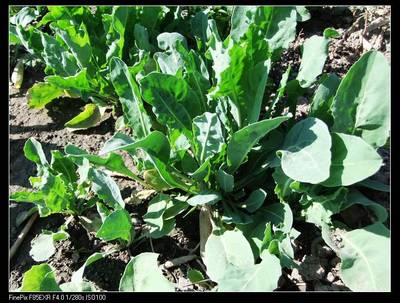 新疆奥斯曼草生眉液乌斯玛草男女眉毛睫毛增长