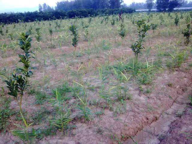 文旦树，文旦苗 <wbr>，玉环文旦苗