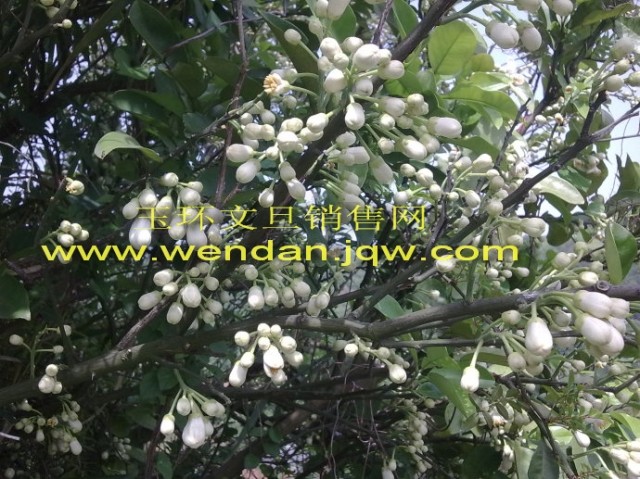 文旦树，文旦苗 <wbr>，玉环文旦苗