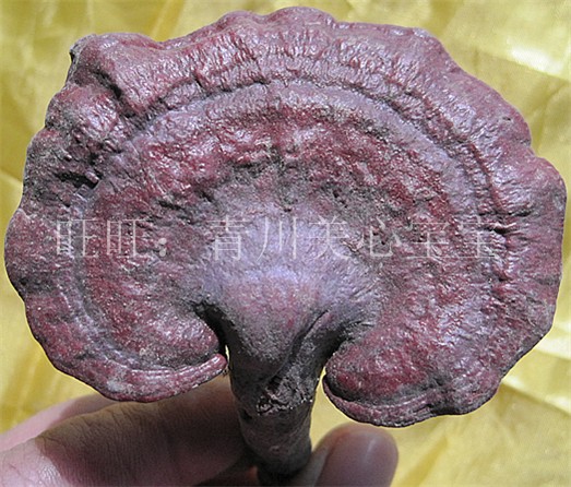 四川广元青川特产 深山灵芝野生紫灵 抗肿瘤增