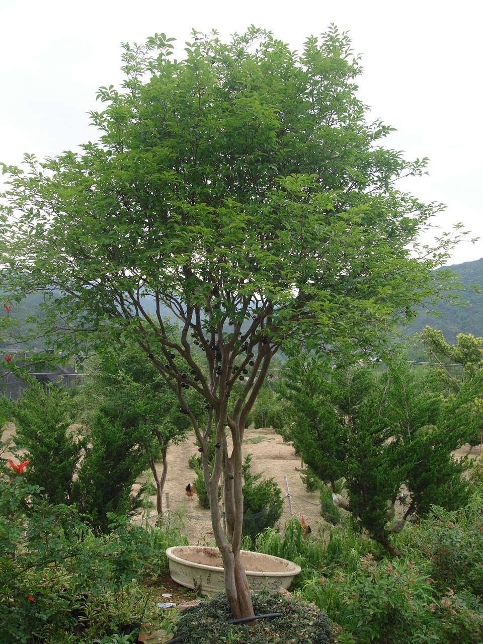 树葡萄苗嘉宝果 9年苗结果树图片,树葡萄苗嘉