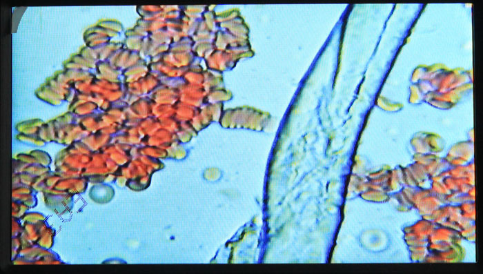 官网直销【热卖】程光B1黑背双目景一滴血检