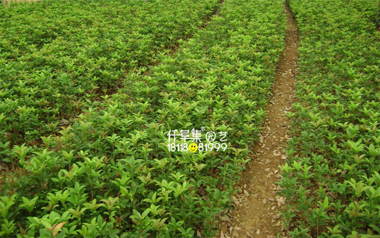 柑桔苗价格 柑桔苗价格