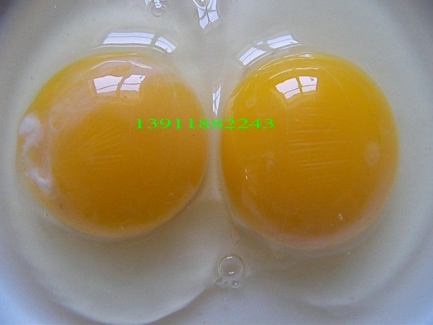 北京平谷大桃之乡农家山坡散养柴鸡母鸡公鸡柴鸡蛋