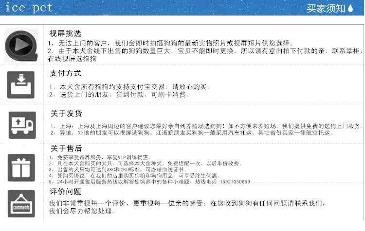 雪白天使萨摩宝宝正在出售  赛季血统  购买签订协议