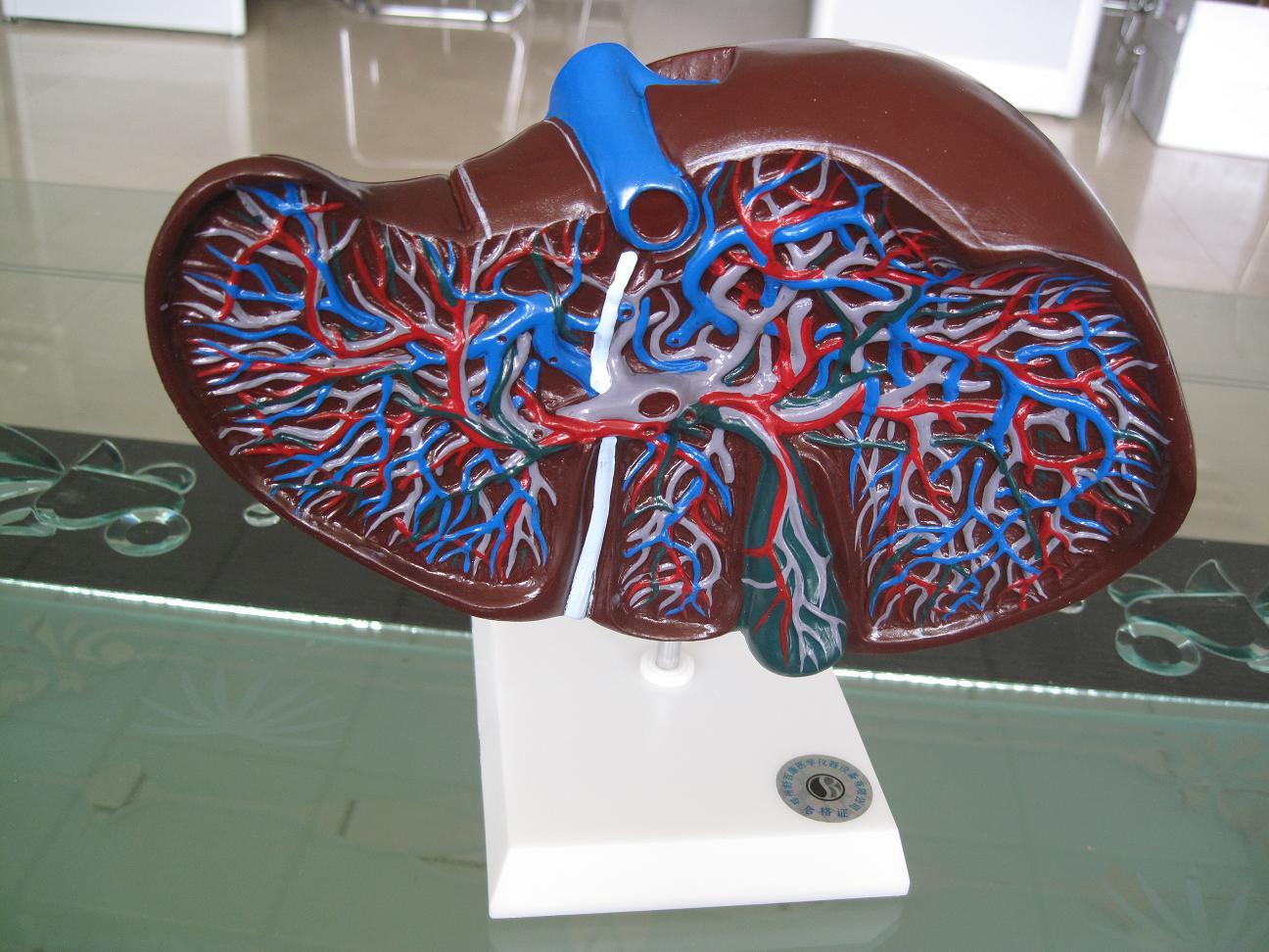 功能特点:这款模型以不同颜色表示肝脏内完整的血管网:门血管,肝