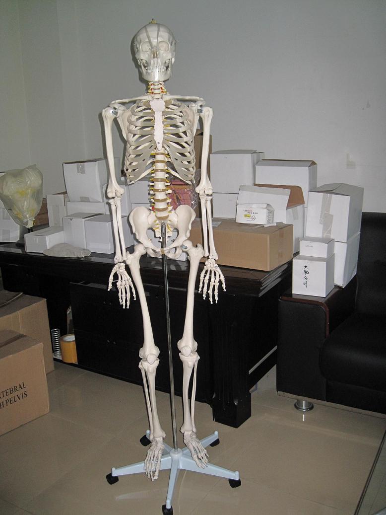 生物教学器材-仿真人体骨骼模型170CM|人体骨