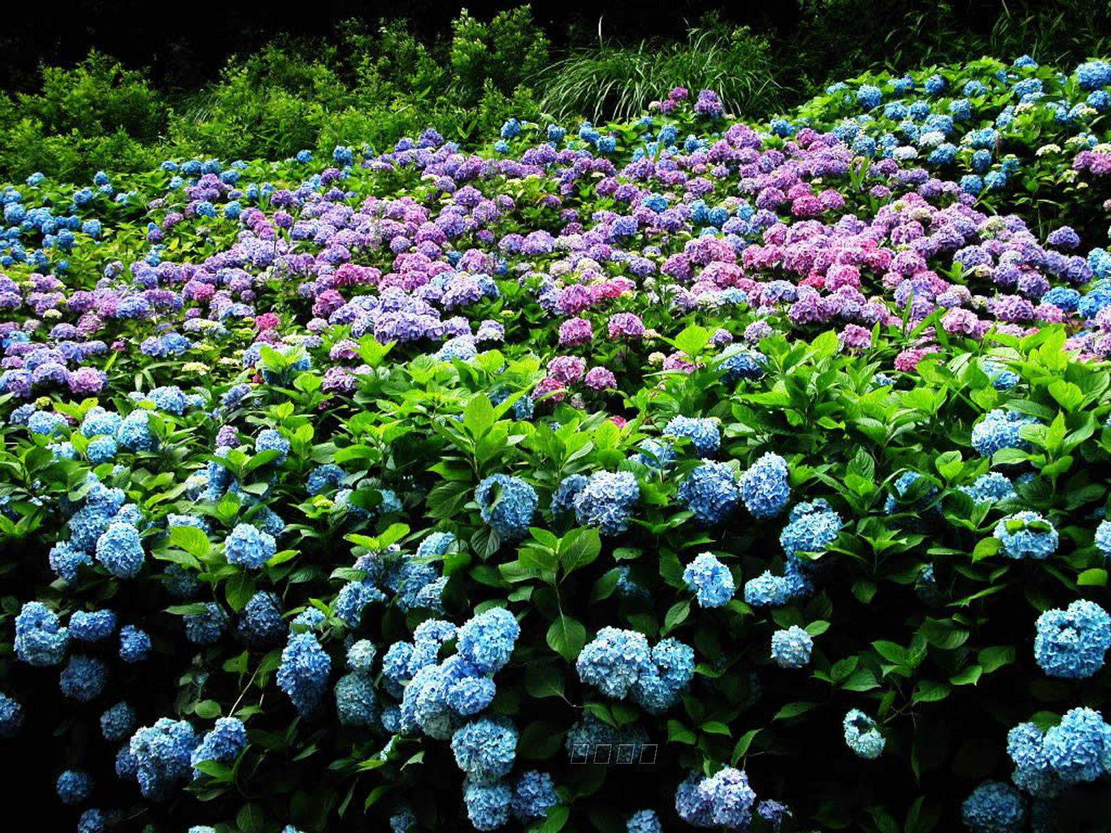 运花 八仙绣球花 绿色植物 变色花 <em>可以变换</em>各种