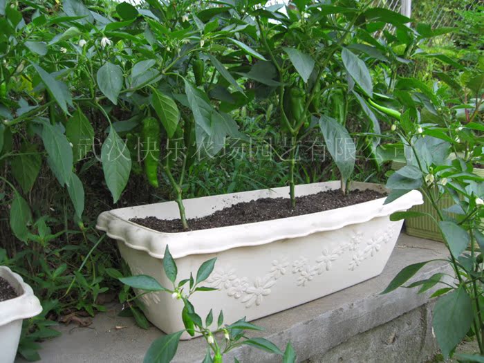 【阳台种菜 树脂800型种植盆 花盆容器 园艺花