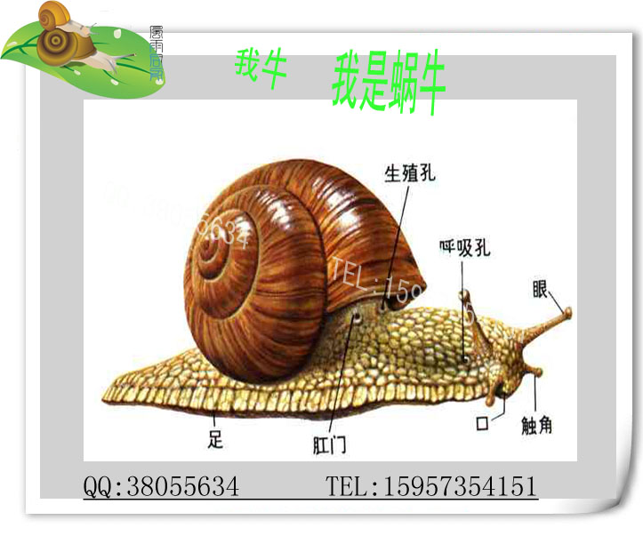 热卖爬虫蜗牛白玉蜗牛每只1.00元,宠物蜗牛--现在有货 活动一天
