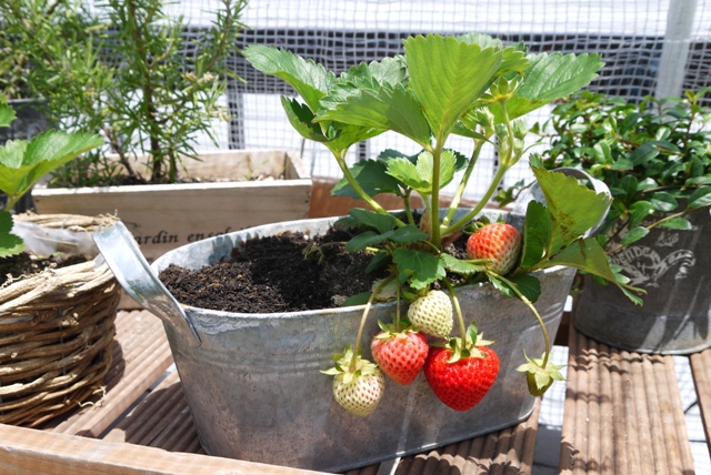 草莓 盆栽草莓种植技术    学名:fragaria ananasa,科