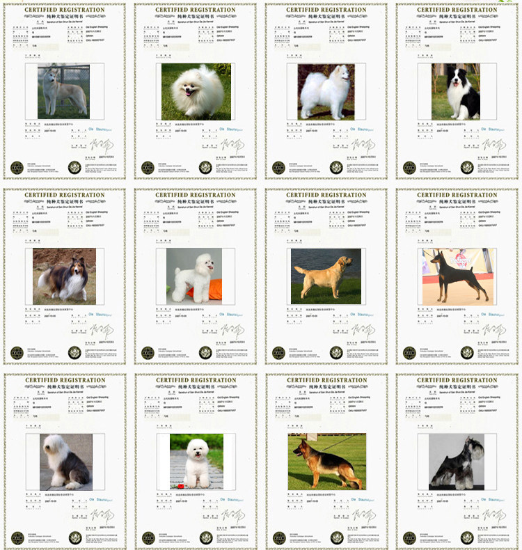 纯种的花头古代牧羊犬-古牧,可爱听话皇冠信誉