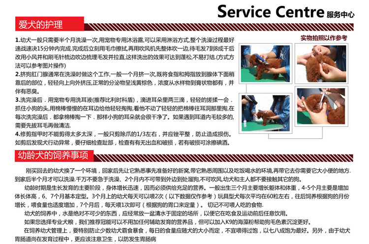 纯种的花头古代牧羊犬-古牧,可爱听话皇冠信誉