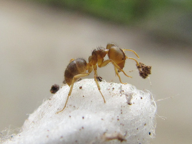 森林蚂蚁-宠物蚂蚁专卖店-简介页面-此处不可拍
