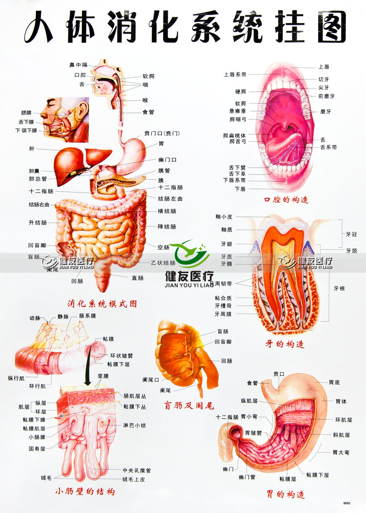 包邮 人体骨骼结构挂图 消化系统 内脏位置分布 器官功能 共6张