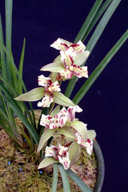 兰花---春剑 - 风轻云淡 - 风轻云淡