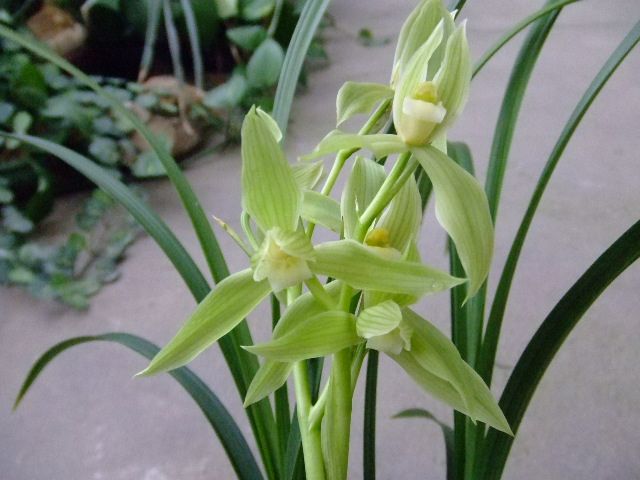 兰花---春剑 - 风轻云淡 - 风轻云淡