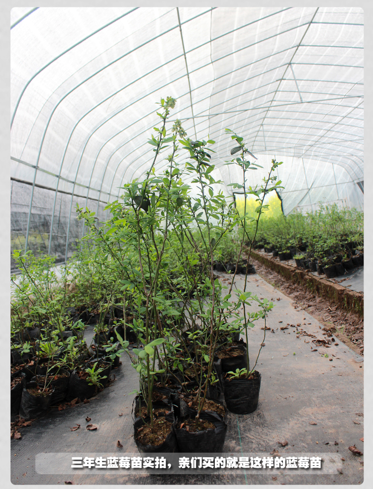 果树-蓝莓苗盆栽地栽果树苗防癌排毒3年大苗当