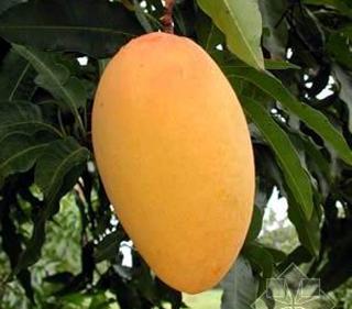 【黄金煌 金煌芒 台芽 果树果苗 台湾芒果 绿化