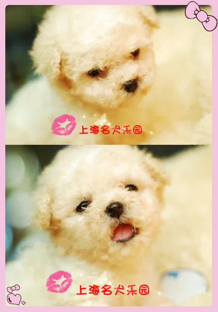 特价！精品小体型无泪比熊热销中  