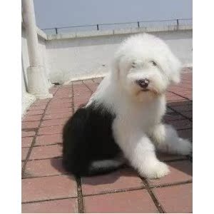  出售憨憨可爱毛茸茸古代牧羊犬幼犬