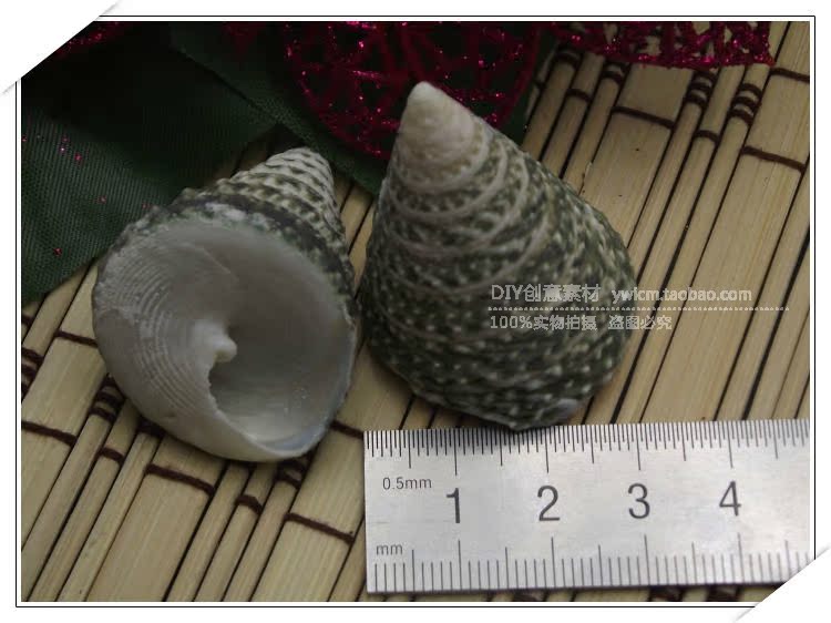 贝壳/海螺/鱼缸/摆件/收藏特价精品水族装饰 摆件收藏 尖山钟螺