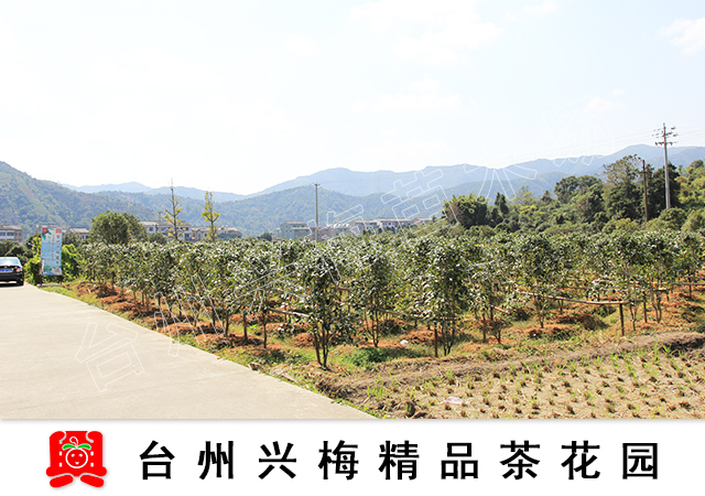 【兴梅】30-50cm丹桂图纸状元红桂花小高度花树苗日立mac电梯图片