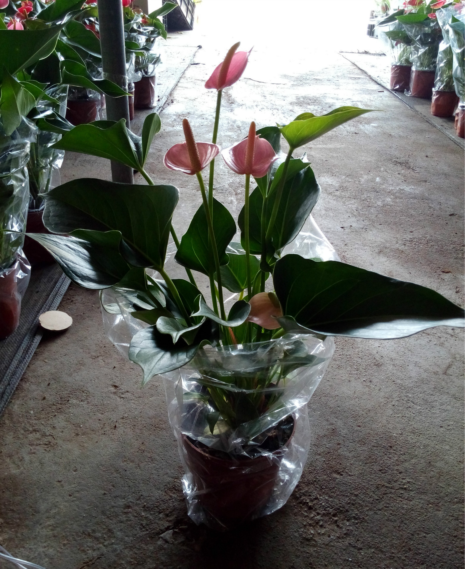 批發(fā)室內(nèi)高檔花卉植物 粉掌140#A1東星花場(chǎng)直銷圖片_6