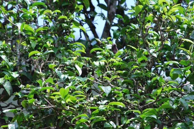 茶叶普洱茶 生茶 新茶特级正品2012春茶冰岛老