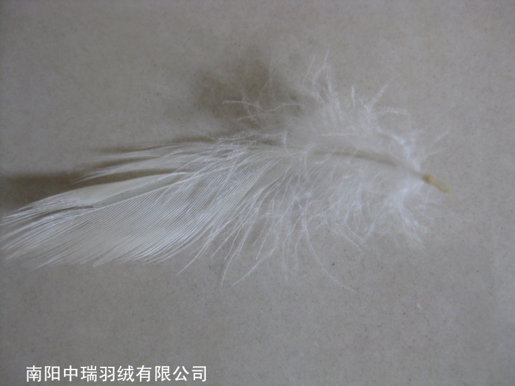 Пуховик мужской Swiss feather 2-4cm Короткая (до пояса и выше) Пуховик мужской Swiss feather 2-4cm Swiss feather Верхняя одежда Молодежь 50 Короткая (до пояса и выше)