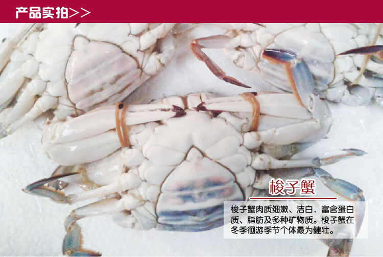 鲜活母飞蟹 2-3只/斤新鲜飞蟹鲜活梭子蟹个大肉厚梭子蟹大连飞蟹