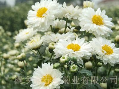 保健茶|养肝茶|菊花茶|桐乡特产杭白菊批发|100g 50包袋泡茶
