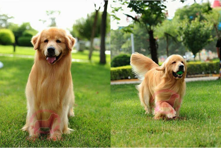 高品质纯种赛级 金毛犬幼犬出售 狗狗可作导盲犬 大型黄金宠物狗