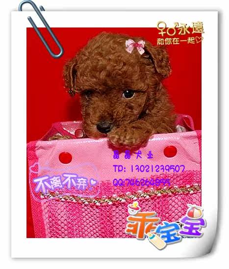 ▆█自家出售红贵宾/泰迪幼犬，不纯赔十万！ █▆
