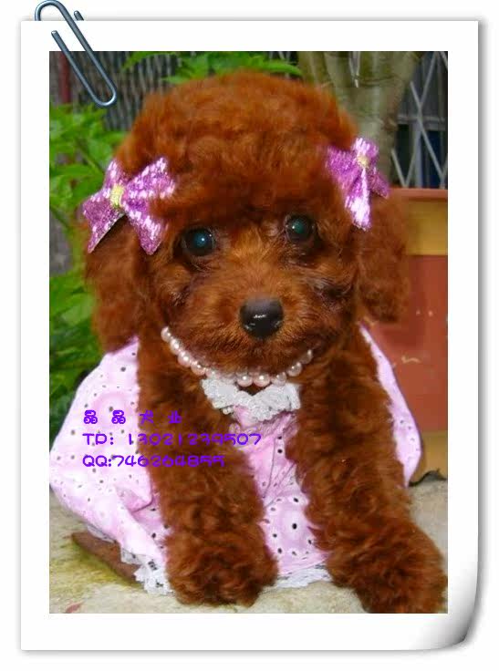 ▆█自家出售红贵宾/泰迪幼犬，不纯赔十万！ █▆