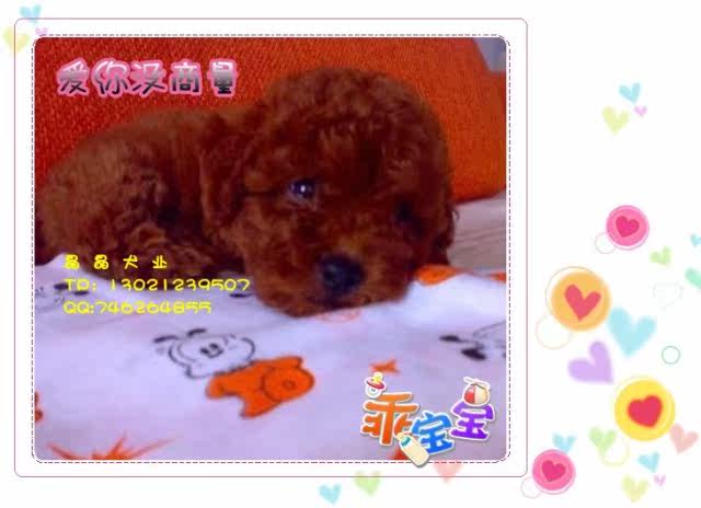 ▆█北京巧克力泰迪/贵宾犬，泰迪幼犬，自家繁殖包健康 █▆