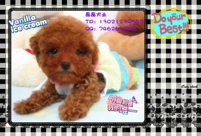 ▆█北京巧克力泰迪/贵宾犬，泰迪幼犬，自家繁殖包健康 █▆