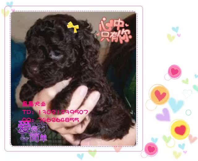 ▆█北京巧克力泰迪/贵宾犬，泰迪幼犬，自家繁殖包健康 █▆
