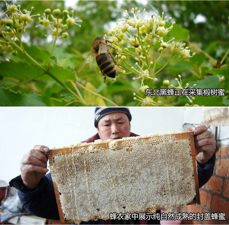 神顶峰 东北黑蜂雪蜜椴树蜜纯天然蜂蜜虎林蜂蜜礼盒-黑500g*2